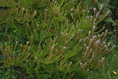 Erica vagans