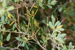 Terpandrus calperum