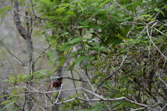 Abrus precatorius africanus