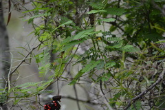 Abrus precatorius africanus