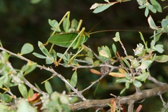 Terpandrus calperum