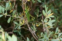 Terpandrus calperum