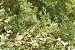 Terpandrus calperum