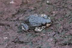 Leptodactylidae