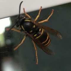 Vespula acadica