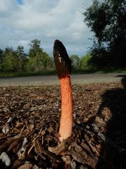 Phallus rubicundus