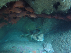 Gymnothorax castaneus