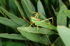 Terpandrus calperum