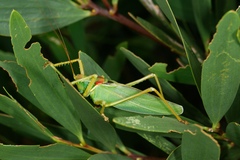 Terpandrus calperum