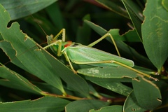 Terpandrus calperum