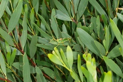 Terpandrus calperum