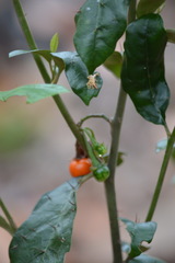 Solanum corifolium