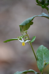 Solanum corifolium