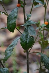 Solanum corifolium