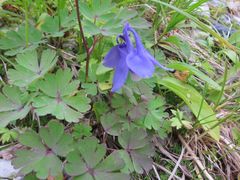 Aquilegia flabellata pumila