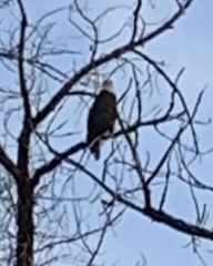 Haliaeetus leucocephalus