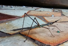 Proscopiidae