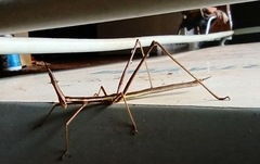 Proscopiidae