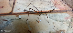 Proscopiidae