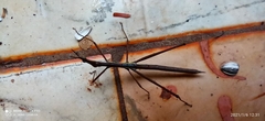 Proscopiidae