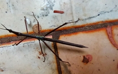 Proscopiidae