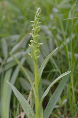 Platanthera convallariifolia