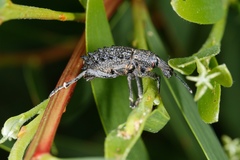 Leptopius duponti
