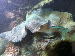 Tridacna derasa