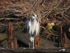 Ardea herodias
