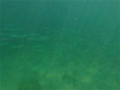 Hemiramphus saltator