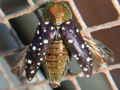 Diphucrania leucosticta