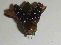 Diphucrania leucosticta