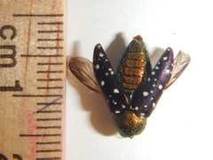 Diphucrania leucosticta