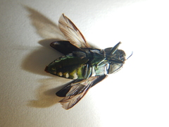 Diphucrania leucosticta
