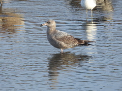 Larus argentatus