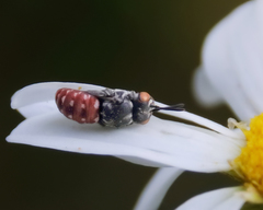 Holcopasites calliopsidis