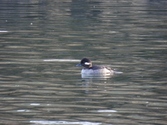 Bucephala albeola