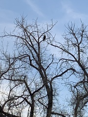 Haliaeetus leucocephalus