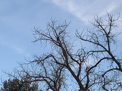 Haliaeetus leucocephalus