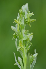 Platanthera convallariifolia