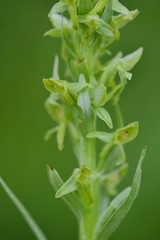 Platanthera convallariifolia