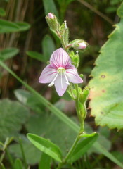 Veronica fruticulosa