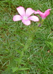 Linum viscosum