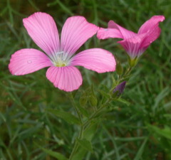 Linum viscosum