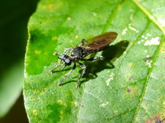 Laphria canis