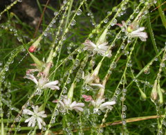 Silene saxifraga