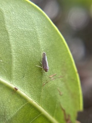 Omolicna