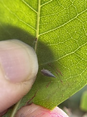 Omolicna