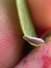 Omolicna