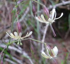 Silene nutans livida